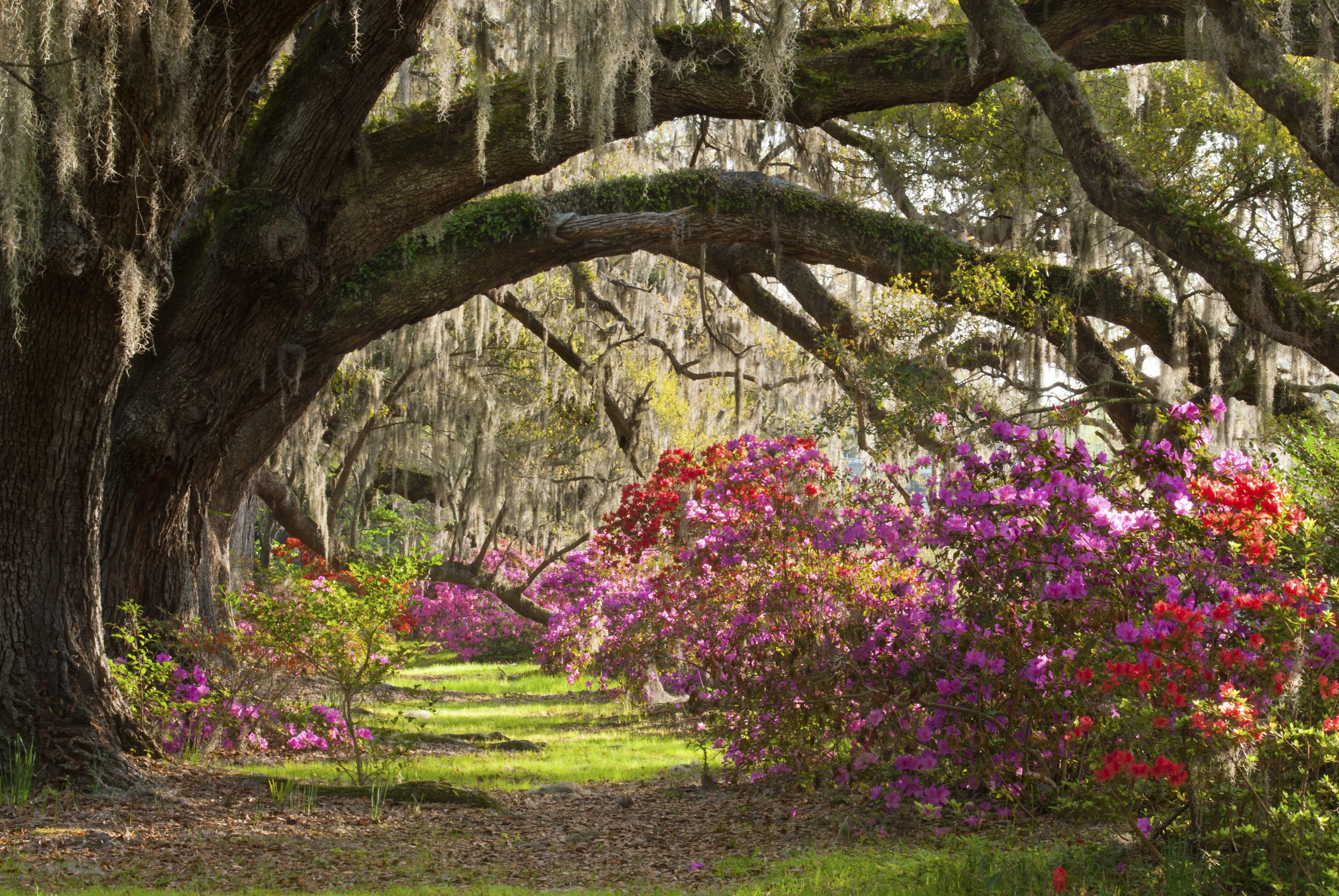 Charleston azeleas in bloom