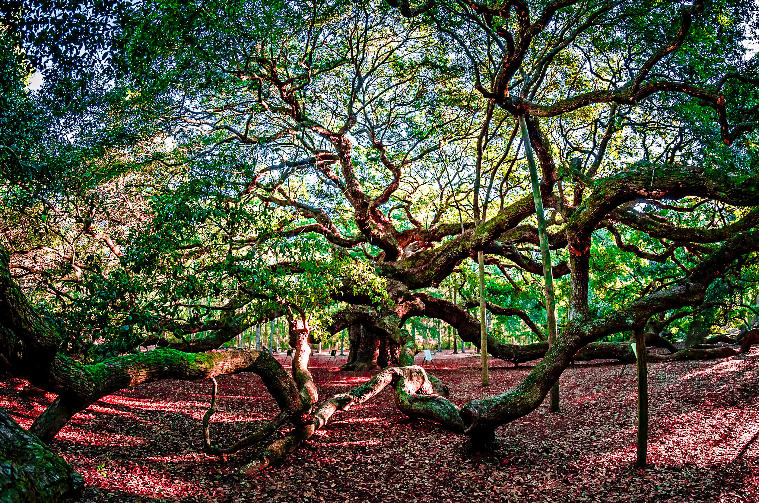 Angel Oak